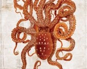 Antique Octopus Art Collage Print - 5 x 7 - Natural History - Octopus Collage Home Decor