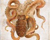 Antique Octopus Art Collage Print - 5 x 7 - Natural History - Octopus Collage 4 Home Decor
