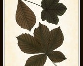Autumnal Leaf Series Plate 4 Botanical Art Print 8x10 Home Decor Wall Decor Home and Garden