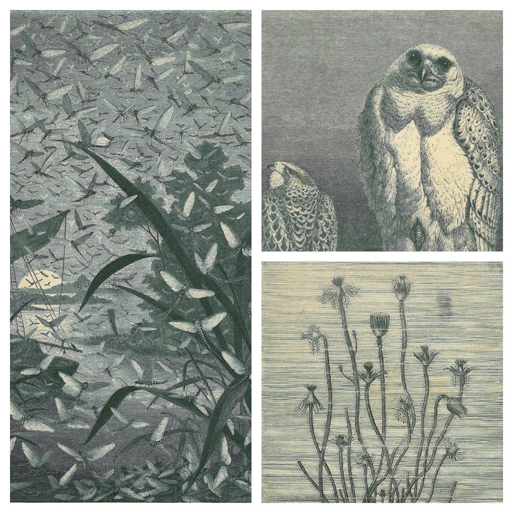 Set of Any 3 1883 Brehms Life of Animal Illustrations Black and White