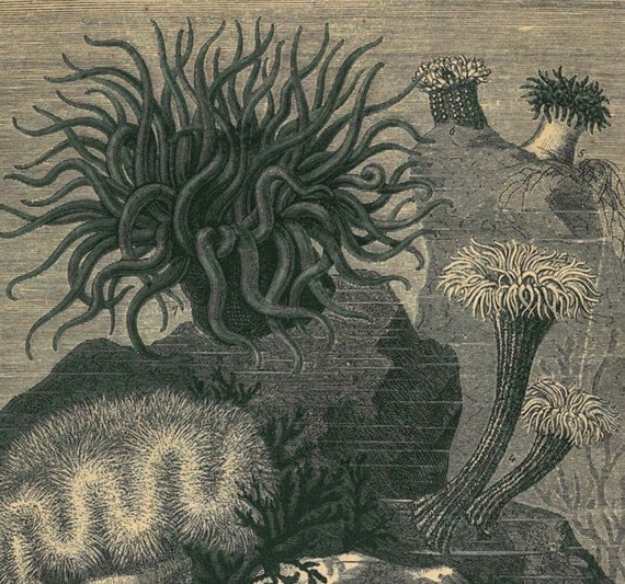 Sea Anemones Antique Engraving  Natural History Print Brehms Tierleben