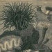 Sea Anemones Antique Engraving  Natural History Print Brehms Tierleben