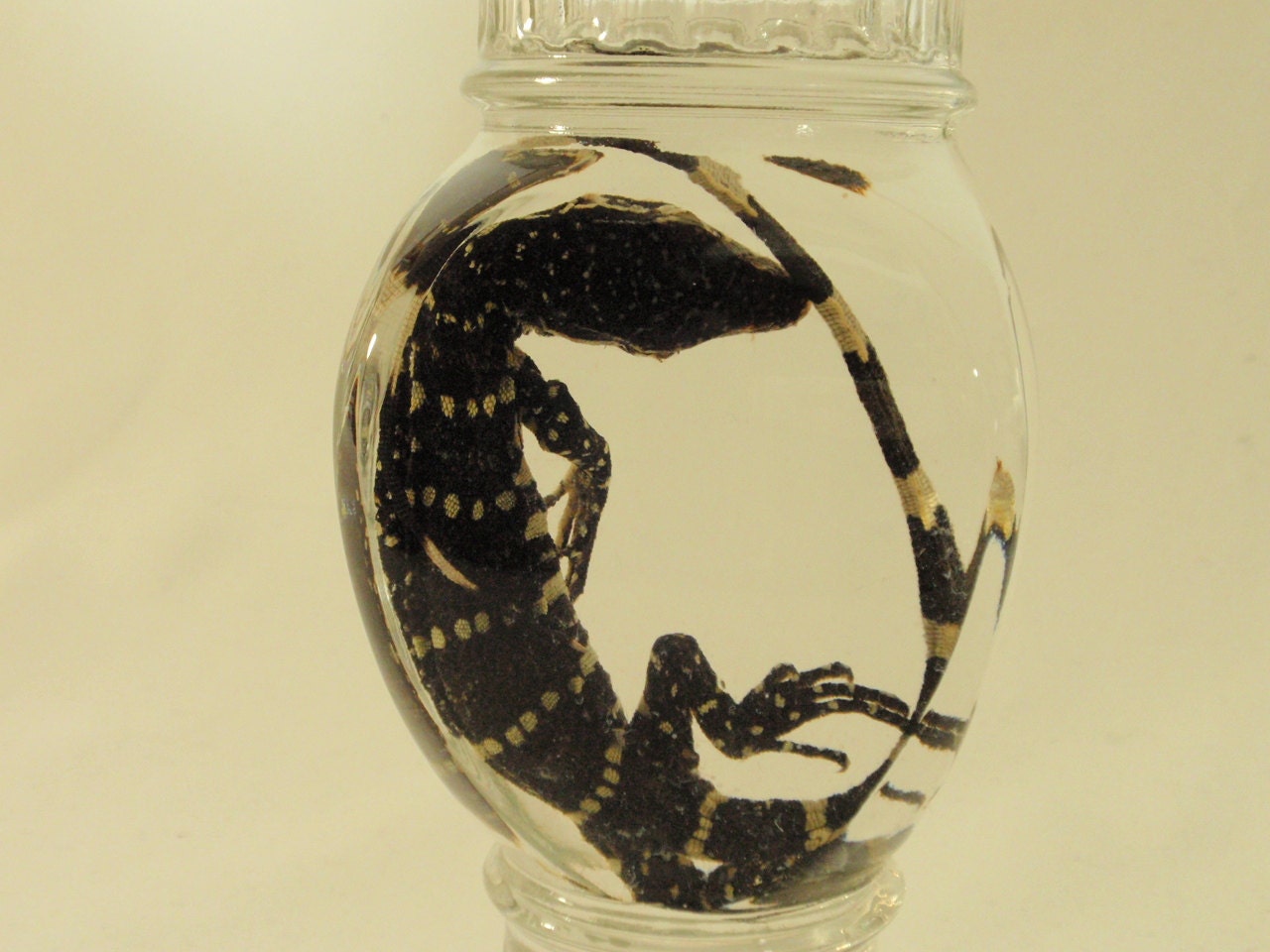 Juvenile Nile Monitor Lizard In Vintage Apothecary Jar