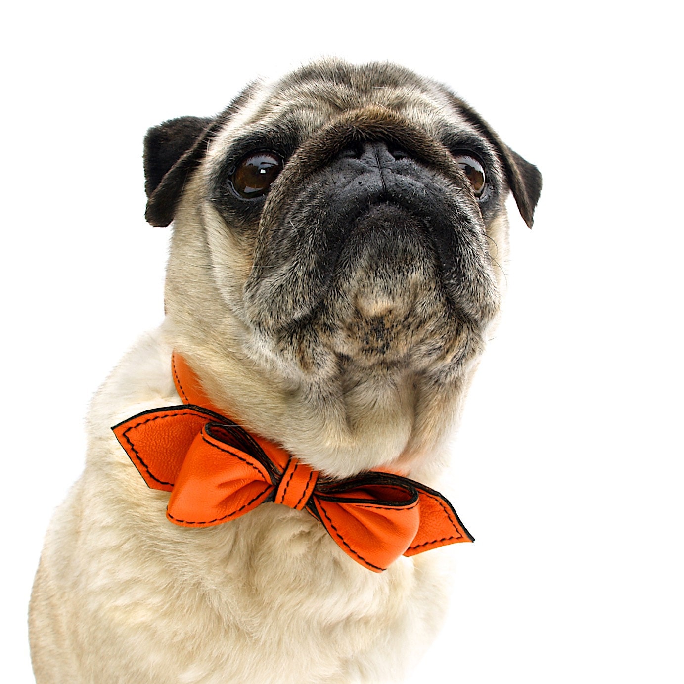 California Tangerine Martini Bowtie Collar