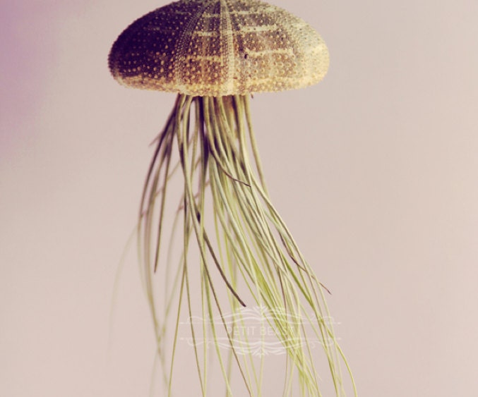 Parasol Jellyfish Air Plant // Sea Urchin Wedding Favor Decor Gift DIY shell hanging art umbrella