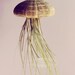 Parasol Jellyfish Air Plant // Sea Urchin Wedding Favor Decor Gift DIY shell hanging art umbrella