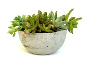 Succulent Garden in Concrete Bowl