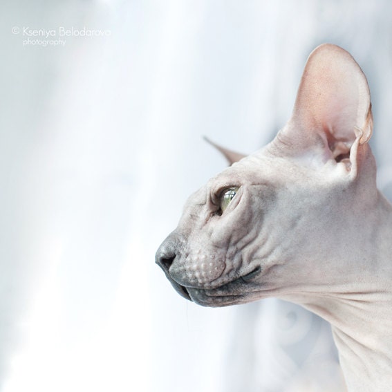 Wall Decor - Home Decor - Fine Art Photography - Cat Print  - Wall Art - White - Nature Phography - Animals Pets - Nursery Decor