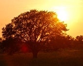 Sunset Tree