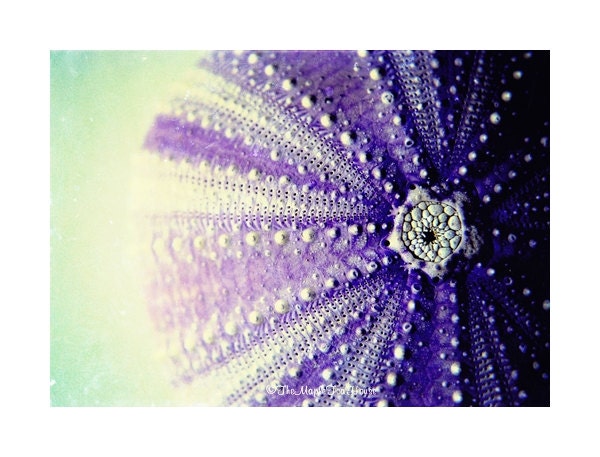 Sea Urchin, Photograph Print