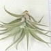 Tillandsia Air Plant -Harrisii Flowering Plant with Soft Leaves. Great Gift. Easy Care. Start your Collection Today.