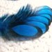 Deep Blue Feathers, Craft Feathers, Black Laced Hen Qty15
