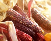 Indian Corn Thanksgiving Family Thankful Brown Yellow Cranberry Nature Photography Autumn Harvest Fall Thanksgiving, 8 x 10 Fine Art Print