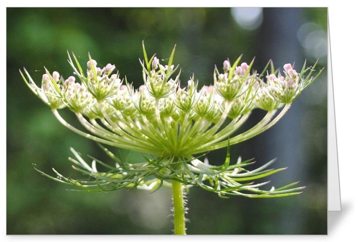 Blush of Queen Anne's Lace, set of five 5X7 cards