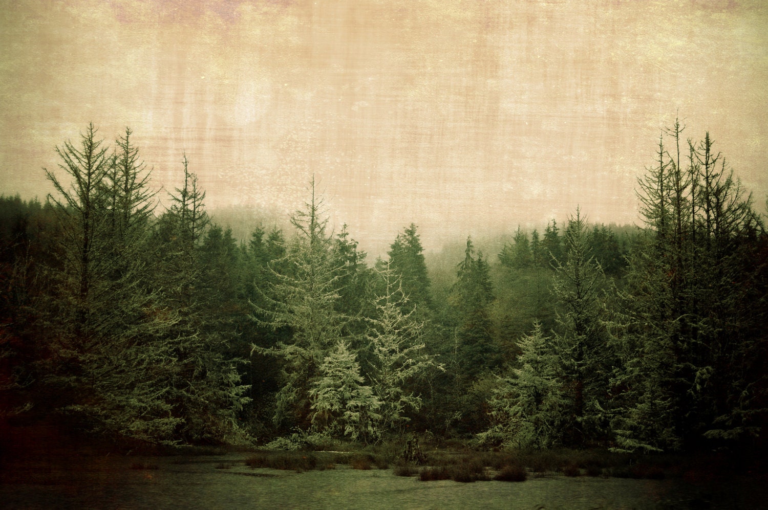 Moody Forest - 12 x 18 Photography Art Print- Olympic National Forest