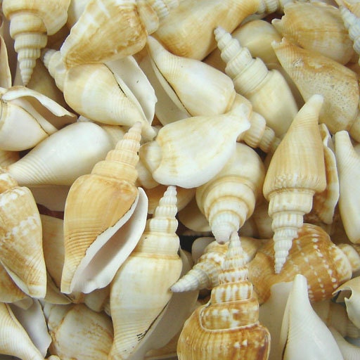 1 Dozen whole canarium shells for beach decor crafting weddings etc 2-3 inch size
