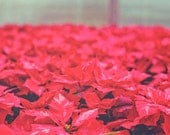 Christmas Wall Decor 8x10, Red Nature Photography, Holiday Home Decor, Modern Flower Print, Floral Photograph, Poinsettia Wall Art
