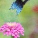 LIMITED Edition Notecards - 12 Purple Flower Notecards - 4X6 Flat Notecards, Celebrity Gifting