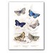 Amazing Butterflies, vintage illustration printed on Parchment paper, Nursery Room decor, Educational plate. Buy 3 and get 1 FREE