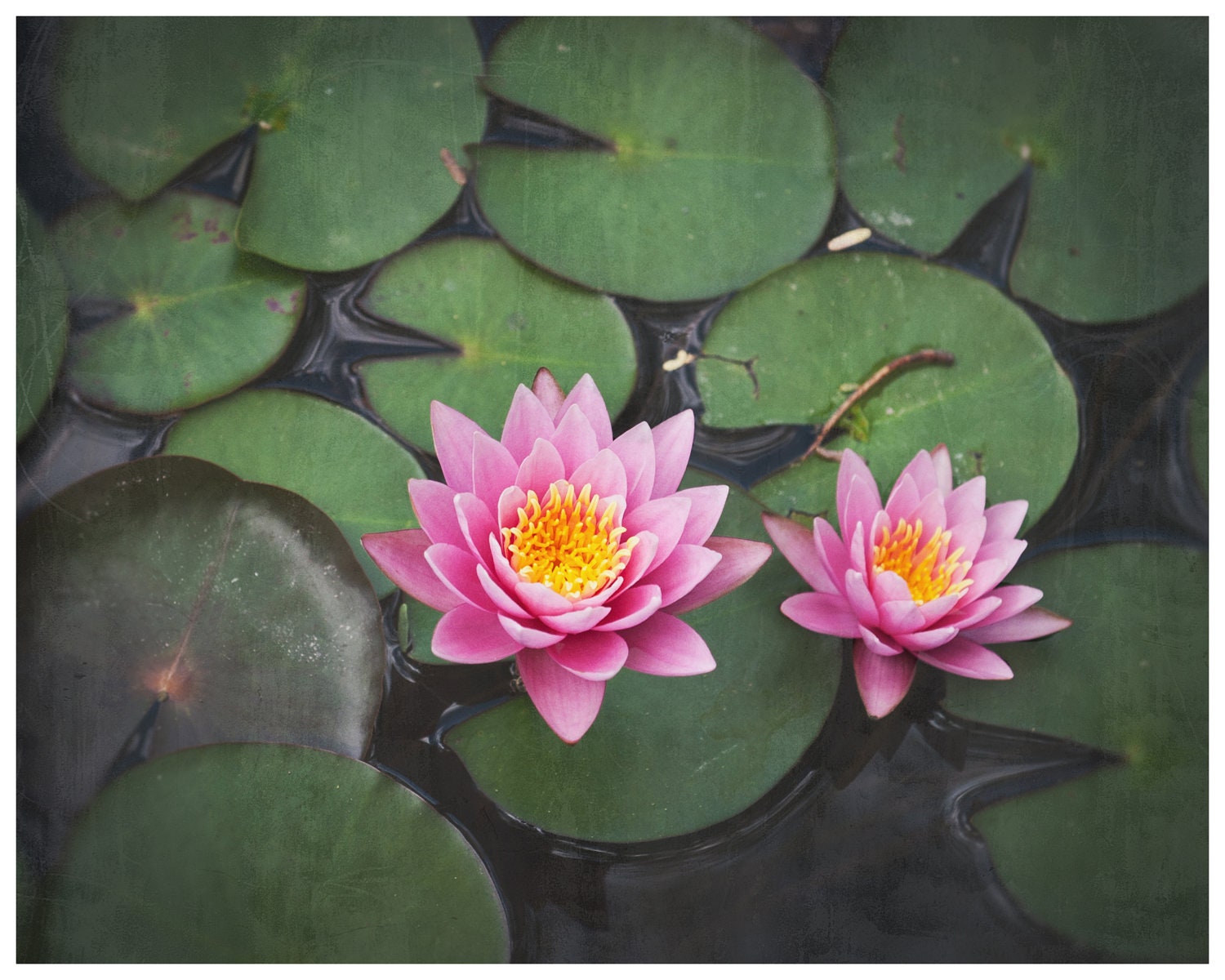 mother's day gift idea, nature photography, pink lotus flower, lilly pad, fine art photograph,symbolism, home decor 16 x 20
