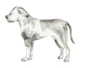Pit Bull Silhouette - Custom Watercolor Art