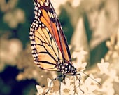 Butterfly, Monarch, Flower, Insect, Dreamy, 8x10 Photo, 'Sunshine, Freedom and a Little Flower'
