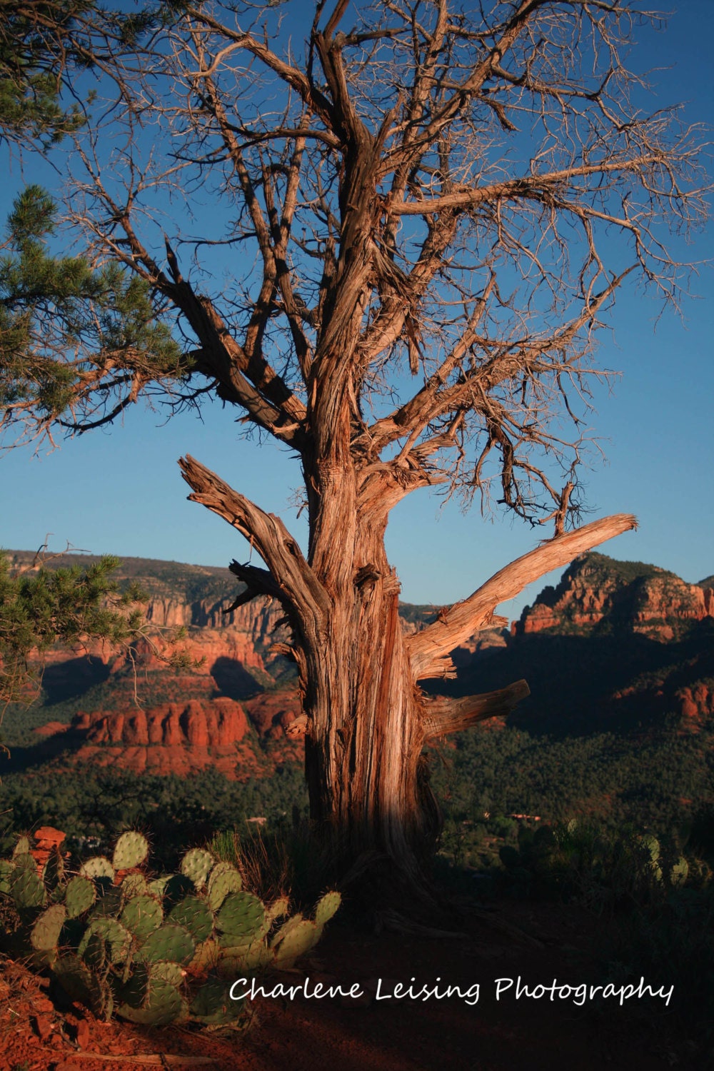 Sedona's Majesty, Arizona, Tree, Red Rocks, Cactus, 5 x 7 Print, Photography