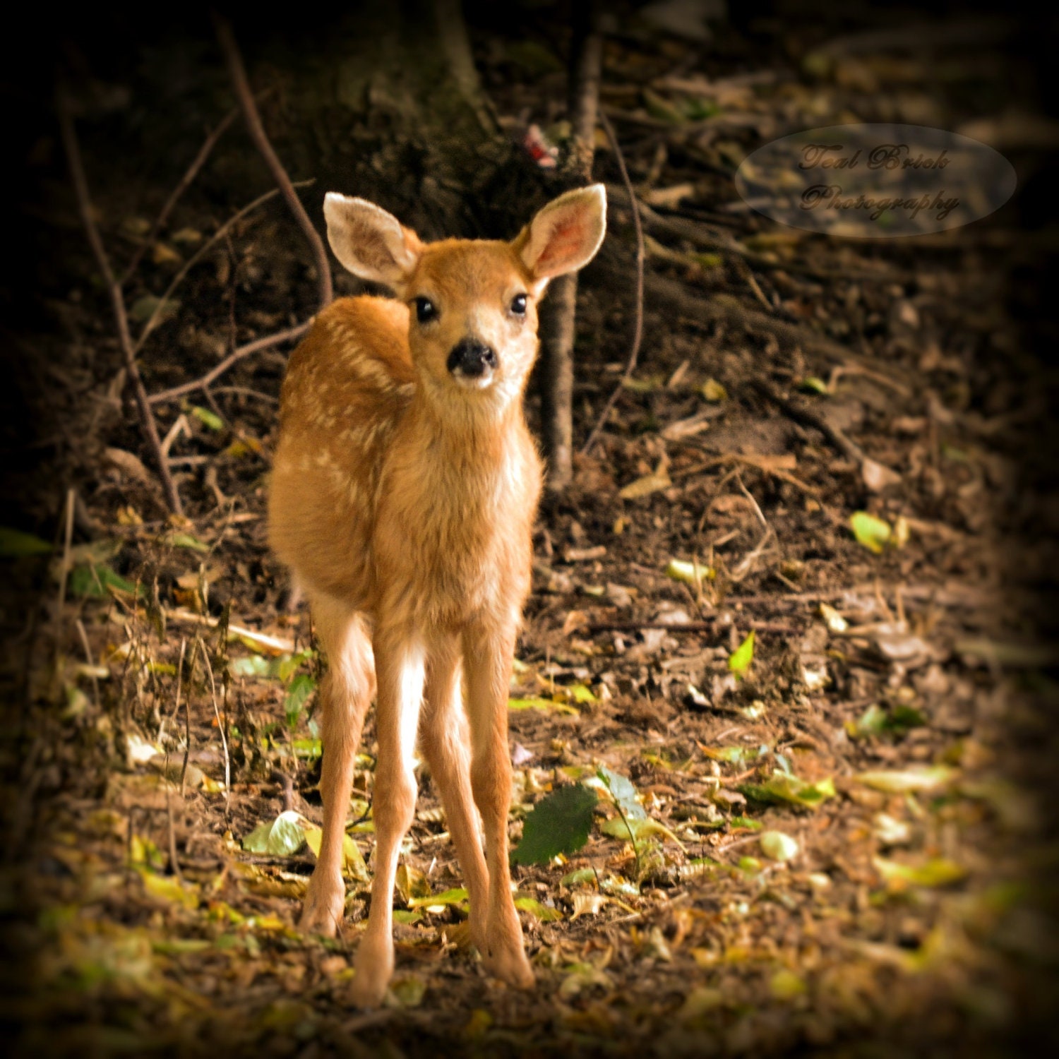 5X5 Baby Deer, Fawn, Autumn, All Ears Square Photograph with Black Backing frame