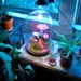Magical Mushroom Unicorn Garden - Fantasy Forest Terrarium Diorama in Glass Dome