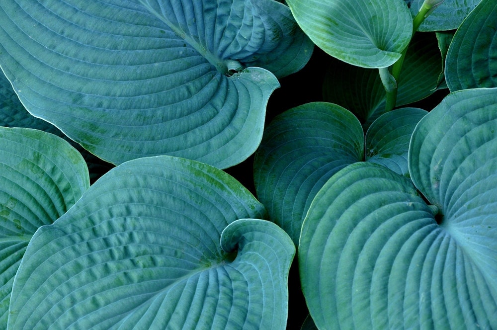 Blue Hosta PHOTO - Blue photo - Garden photo