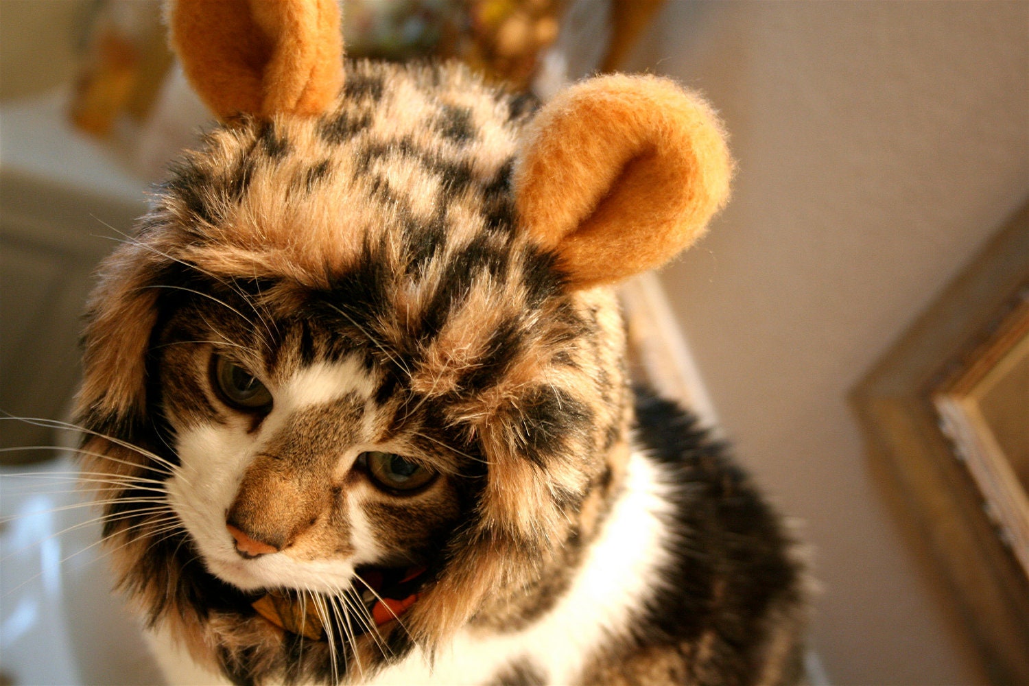 Leopard Hat for Cats