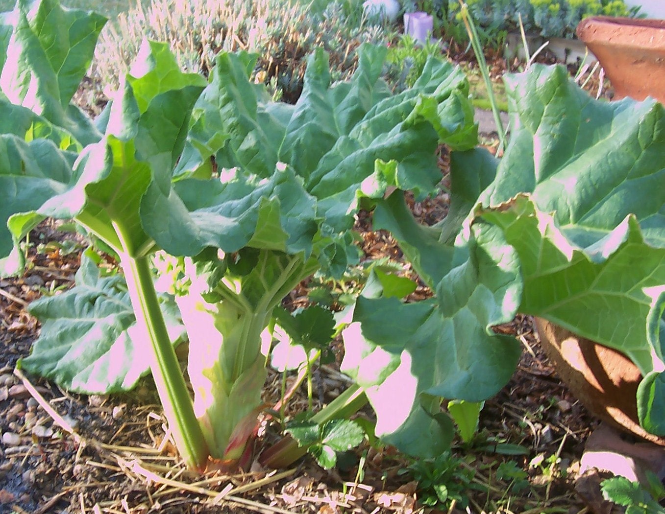 Paragon Rhubarb