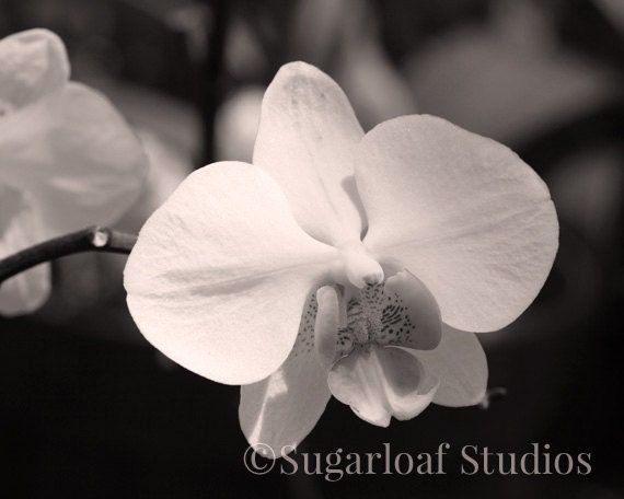 Black and White Orchid 2 -- Fine Art Floral Photography Print -- 8x10, Photo, Home Decor, Flowers, Art - SugarloafStudios