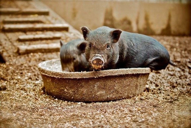 Feeding Time at the Farm-10x15-Fine Art Photography-Other Sizes Available, Piglets, Potbelly Pigs, Farm - KimCollinsPhoto