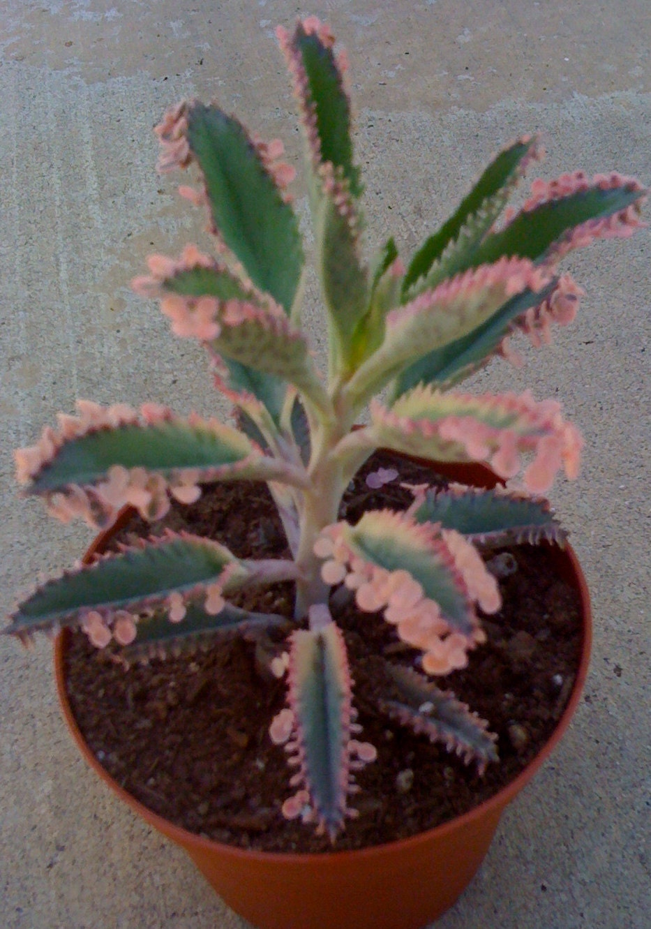Succulent plant -  Pink Kalanchoe "Mother of Thousands"