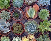 5 LARGE 4" Succulent Plants, Quality Succulent Plant, Succulent Centerpiece, Succulent Wedding, Dish Garden,Wreath