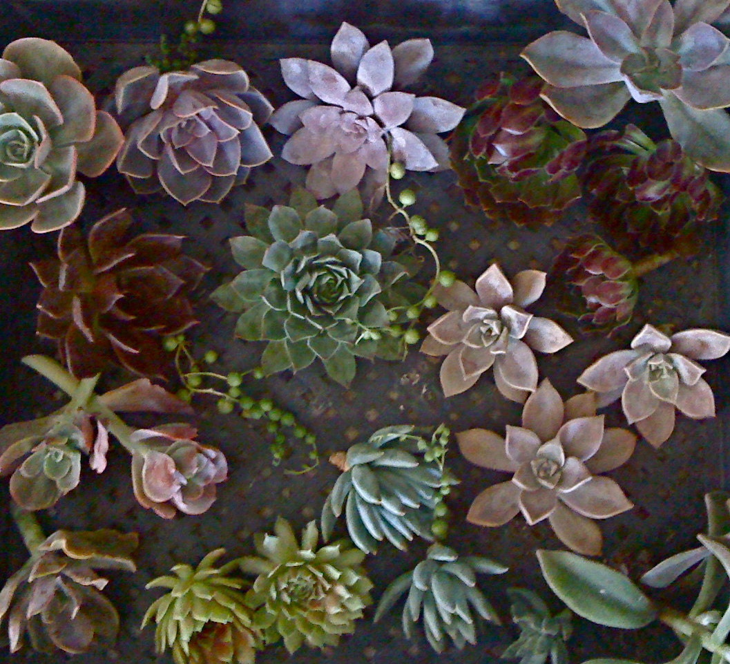 BRIDAL PACKAGE 2, Succulent WEDDING, 85 Succulent Cuttings