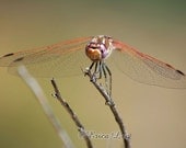 Dragonfly Photo Rustic Nature Photography Southwestern Colors 5x7 Fine Art Print