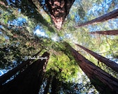 Nature Photography, Muir Woods Redwood Trees, Green, Woodlands, Forest, Rustic, Wall Art, 8x10