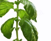 Kitchen Art, Basil Photo Print, Herb Photography, 8x10, Home Decor