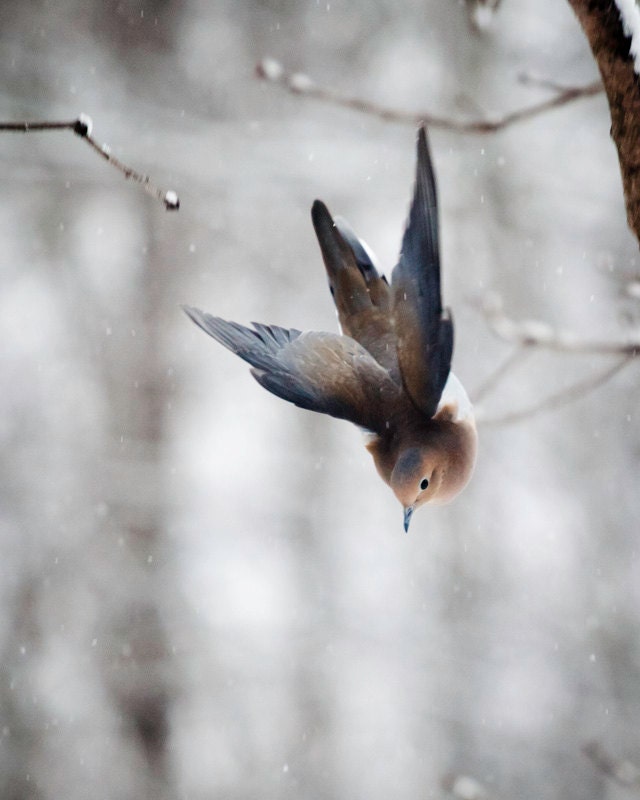 Bird Photography: The Art of Staying Aloft No.3 Mourning Dove (Zenaida macroura)