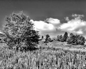 Wanderlust: 8x10 Limited Edition Fine Art Nature Photography Print, black and white