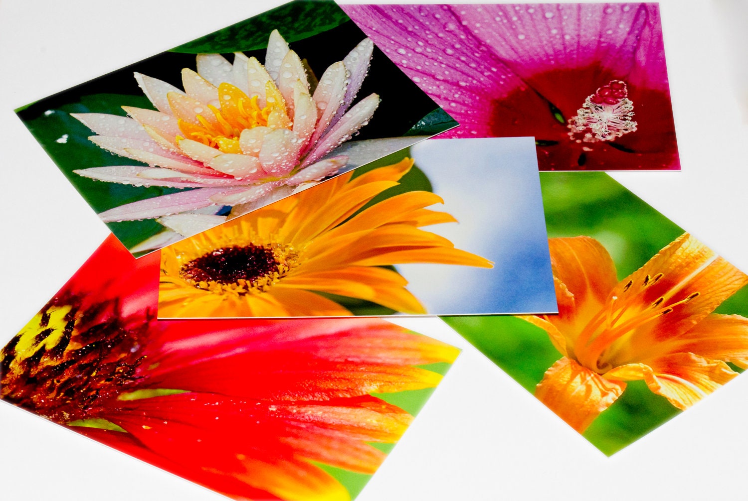 postcard set, photo postcards, flower photo, set of 5 blank cards