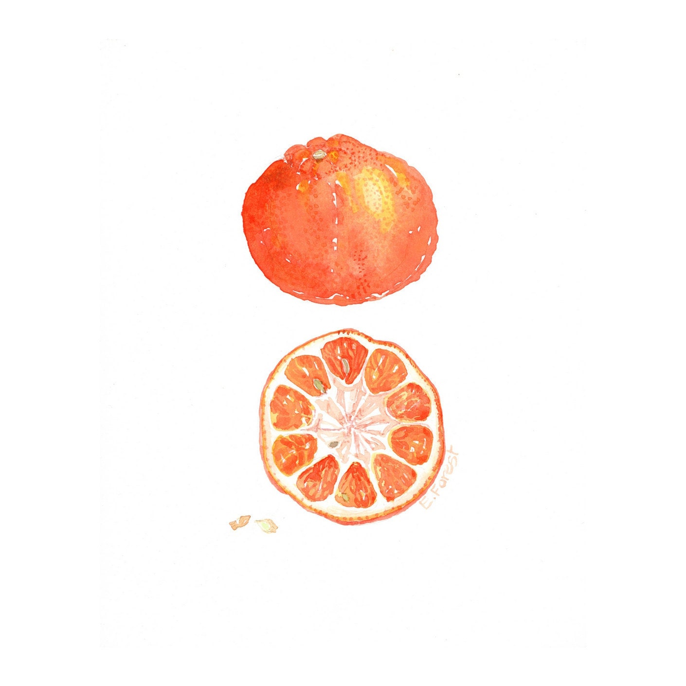 Watercolor Paintings, Art Print Paper size: 8"x10" (20,32x25,4cm)