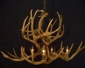 Legend Antler Designs Mule Deer  Antler Chandelier Light Lamp Fixture