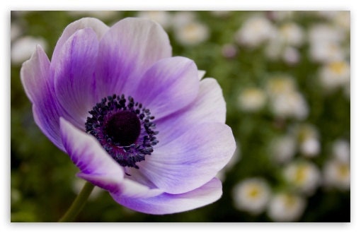Beautiful Lavender Poppy, Attract Butterflies, Self Seeds Every Year, 100 Seeds