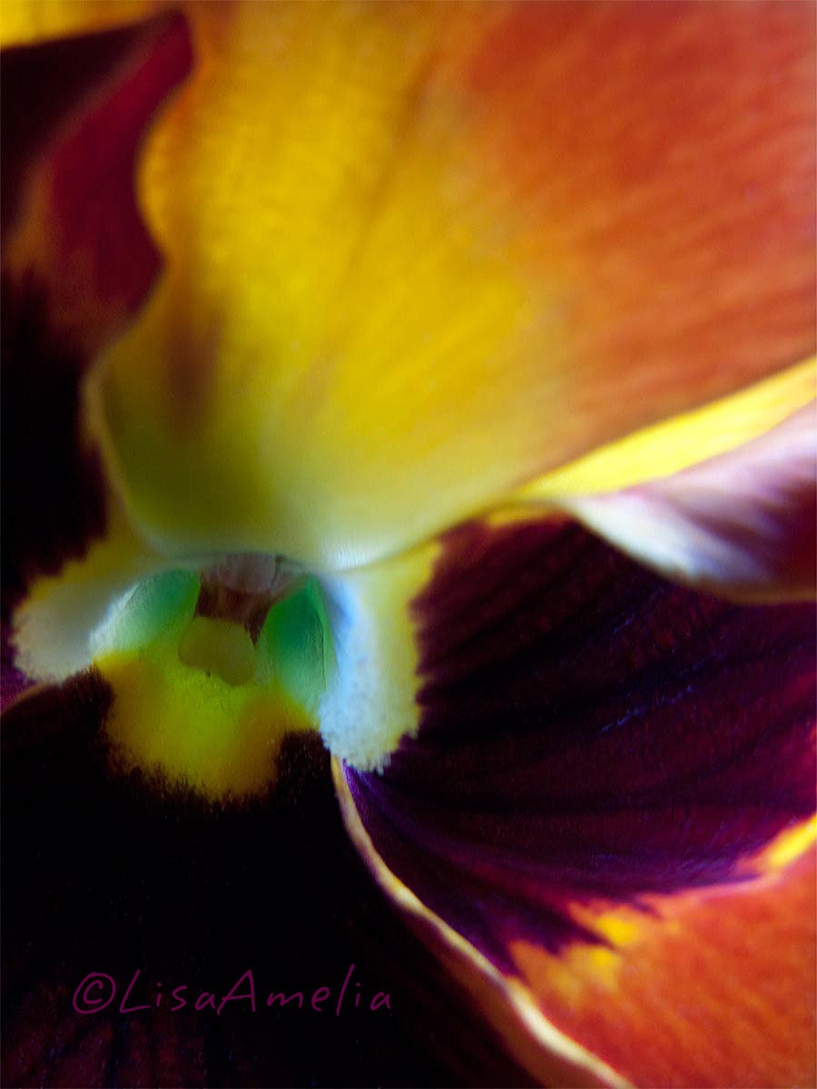 Josephine -  16X20 large print, fine art photograph, color photo, pansy, flower, macro, abstract, purple, yellow, green, orange