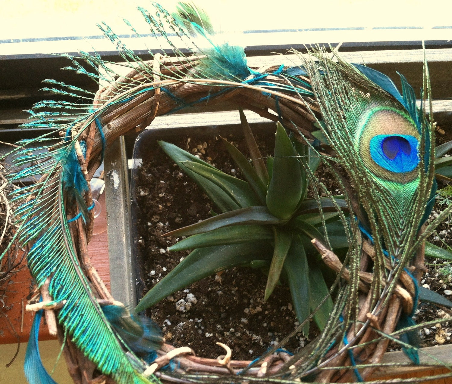 Peacocks Nest