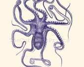 Octopus A3 sized Poster Wall Art  Octopus macropus  Vintage Natural History sea life print