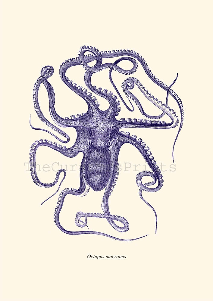 Octopus A3 sized Poster Wall Art  Octopus macropus  Vintage Natural History sea life print
